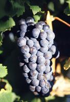 Purple Grape in Turpan 